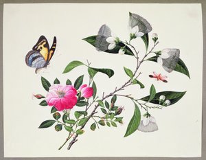 Étude de fleurs et insectes